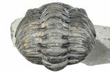 Bargain, Curled Pedinopariops Trilobite - Mrakib, Morocco #287666-3